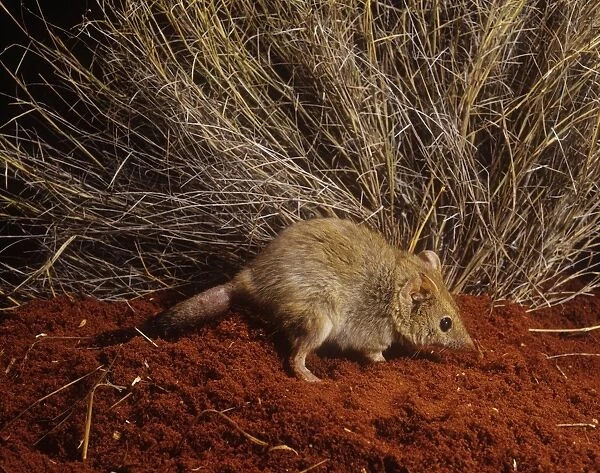 Mulgara  /  Crest-tailed Marsupial Mouse