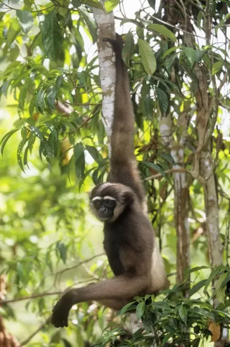 Framed Print : Muller's Gibbon Borneo Framed Print : Muller's Gibbon Borneo