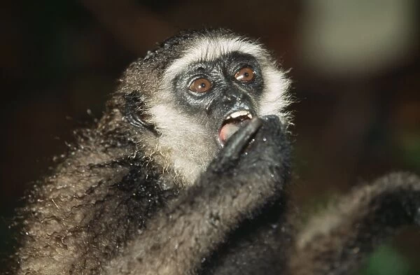 Muller's Gibbon Kalimantan, Borneo