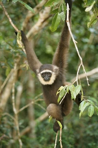 Muller's Grey Gibbon Borneo