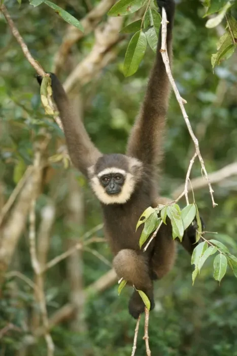 Framed Print : Muller's Grey Gibbon Borneo Framed Print : Muller's Grey Gibbon Borneo