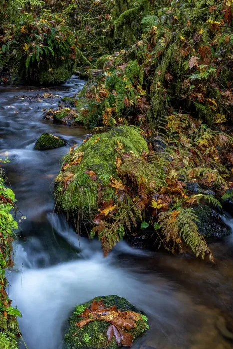 Framed Print : Munson Creek Falls State Natural Site in autumn near Tillamook, Oregon, USA Date: 21-10-2021 Framed Print : Munson Creek Falls State Natural Site in autumn near Tillamook, Oregon, USA Date: 21-10-2021