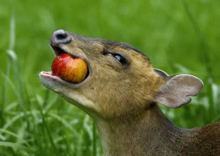 Framed Print : Muntjac - adult female feeding on apple in garden UK Framed Print : Muntjac - adult female feeding on apple in garden UK