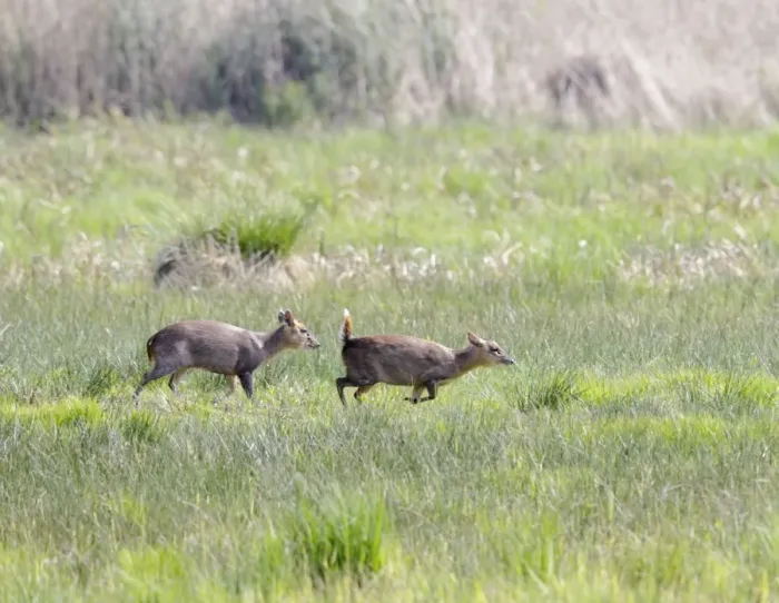 Framed Print : Muntjac / Barking Deer - courtship - Norfolk - UK 007279 Framed Print : Muntjac / Barking Deer - courtship - Norfolk - UK 007279