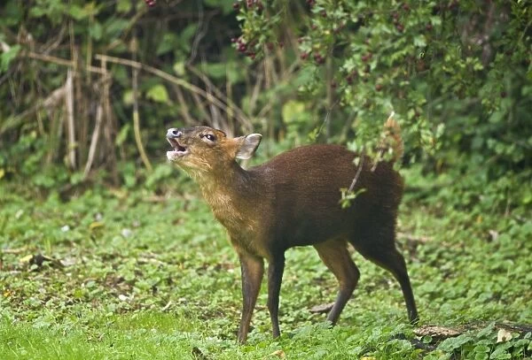 Muntjac  /  Barking Deer - female barking on edge of woodside glade - Oxon - UK - October