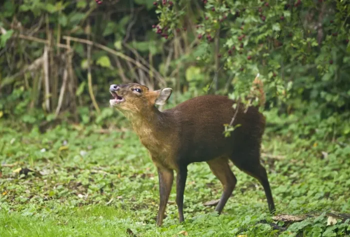 Framed Print : Muntjac / Barking Deer - female barking on edge of woodside glade - Oxon - UK - October Framed Print : Muntjac / Barking Deer - female barking on edge of woodside glade - Oxon - UK - October
