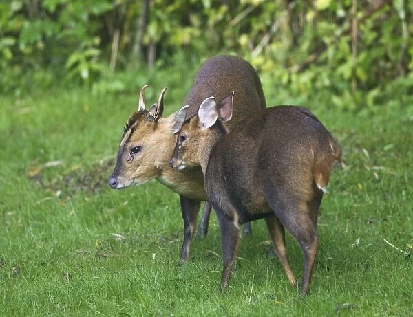 Muntjac  /  Barking Deer - male and female together after the female spent 15 minutes barking she was calling him to come to her - Oxon - UK - October