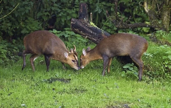 Muntjac  /  Barking Deer - male and female together after the female spent 15 minutes barking she was calling him to come to her - Oxon - UK - October