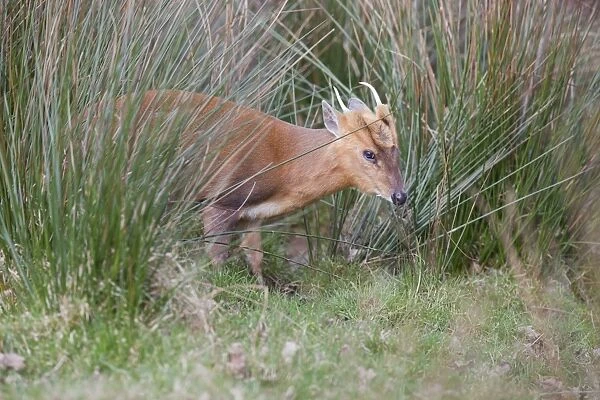 Muntjac Deer - buck - Cornwall - UK