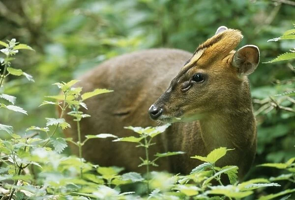 Muntjac Deer JD 15990 In the woods Muntiacus reevesi © John Daniels  /  ARDEA LONDON