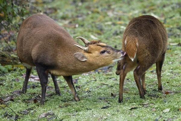 Muntjac Deer - male and female ready to mate - Oxfordshire - November