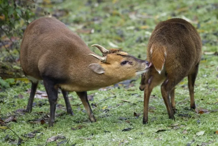 Framed Print : Muntjac Deer - male and female ready to mate - Oxfordshire - November Framed Print : Muntjac Deer - male and female ready to mate - Oxfordshire - November
