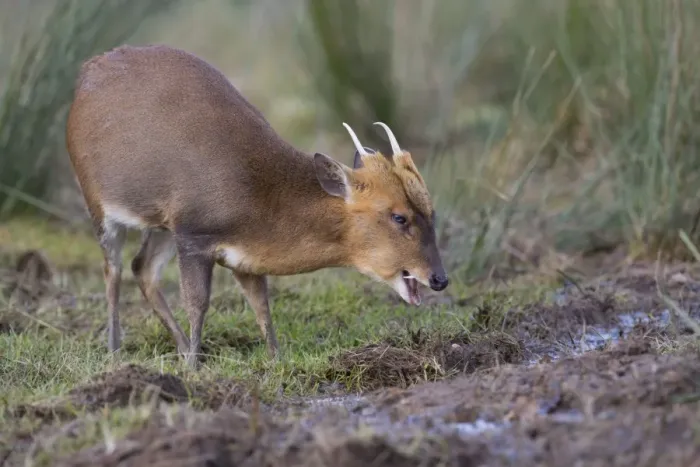 Framed Print : Muntjac Deer - male - UK Framed Print : Muntjac Deer - male - UK