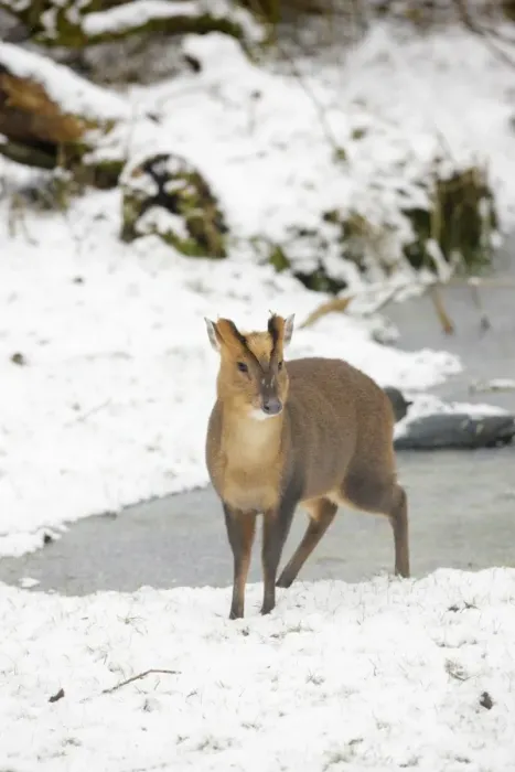 Framed Print : Muntjac - Male by frozen pond in snow - Oxon - UK - February