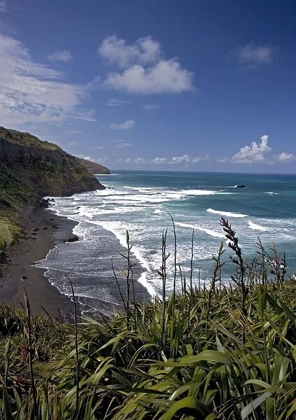 Muriwai Beach, North Island, New Zealand, with New Zealand flax in foreground