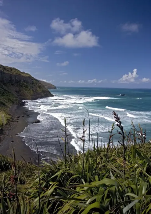 Framed Print : Muriwai Beach, North Island, New Zealand, with New Zealand flax in foreground Framed Print : Muriwai Beach, North Island, New Zealand, with New Zealand flax in foreground