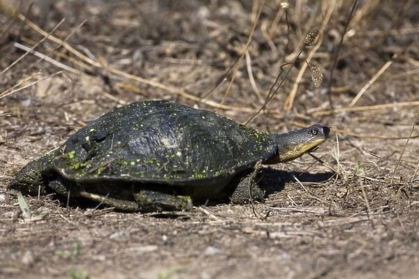 Murray Short-necked Turtle - MacLeod's Morass, Bairnsdale, southern Victoria, Australia