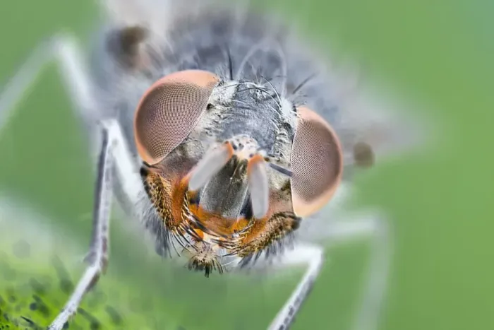 Framed Print : Muscidae Fly - Eyes and face EM manipulated effect