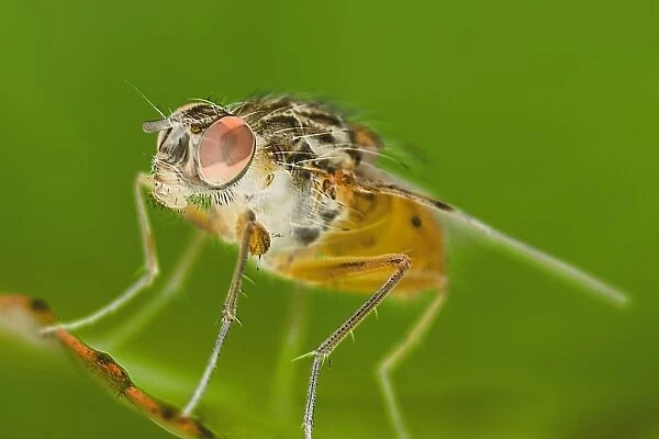 Muscidae Fly - Resting on leaf EM manipulated effect