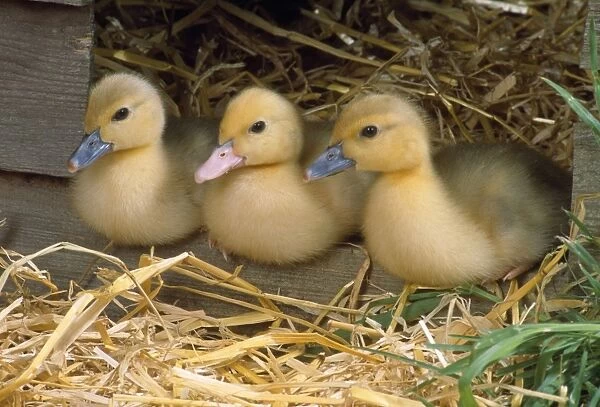 Muscovy Duck - ducklings x3 in row