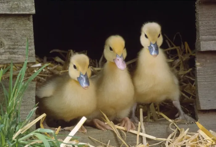 Framed Print : Muscovy Duck - ducklings x3 in row Framed Print : Muscovy Duck - ducklings x3 in row