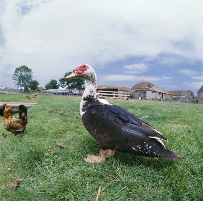 Framed Print : Muscovy Duck - in farm field Framed Print : Muscovy Duck - in farm field
