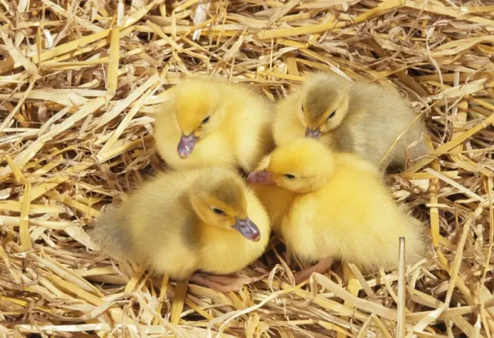 Framed Print : Muscovy Duck JD 13500 Ducklings © John Daniels / ARDEA LONDON Framed Print : Muscovy Duck JD 13500 Ducklings © John Daniels / ARDEA LONDON
