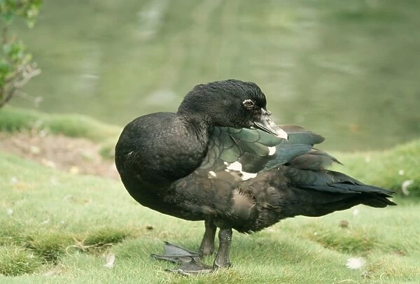 Muscovy Duck - male, wild