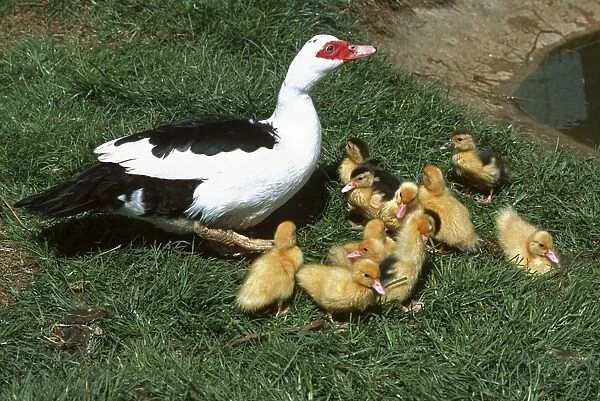 Muscovy duck with eleven young ducklings Cotswold Farm Park Gloucestershire UK