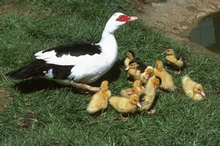 Framed Print : Muscovy duck with eleven young ducklings Cotswold Farm Park Gloucestershire UK Framed Print : Muscovy duck with eleven young ducklings Cotswold Farm Park Gloucestershire UK