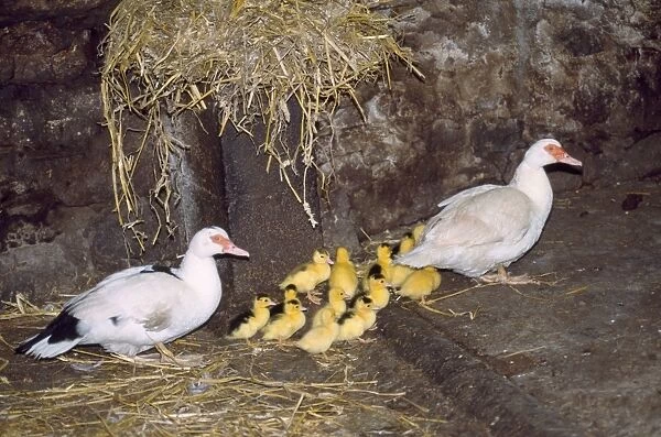 Muscovy DUCKS - with ducklings