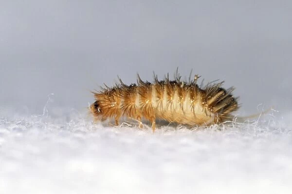 Museum  /  Varied Carpet BEETLE - OA·oolly bearOA larvae
