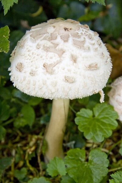Mushroom species - Macrolepiota rhacodes var. bohemica