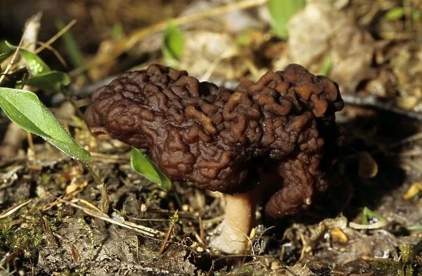 Mushroom, typical on taiga-forest floor near river Bolshoi Ugan, near Ugut settlement; Uganskii Nat. reserve, Siberia, Russia; spring Ug37. 0976