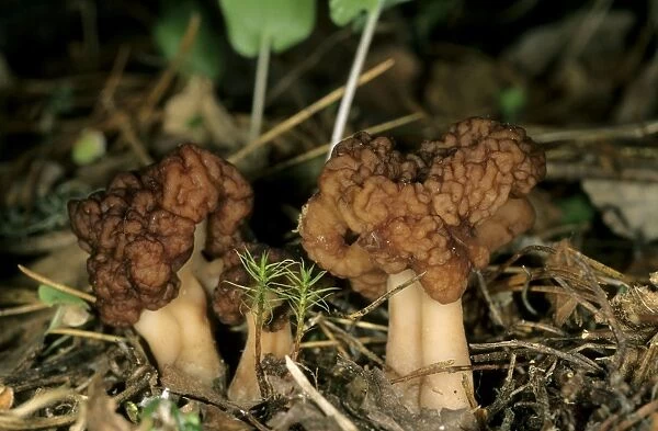 Mushroom, typical on taiga-forest floor near river Bolshoi Ugan, near Ugut settlement; Uganskii Nat. reserve, Siberia, Russia; spring Ug37. 0806