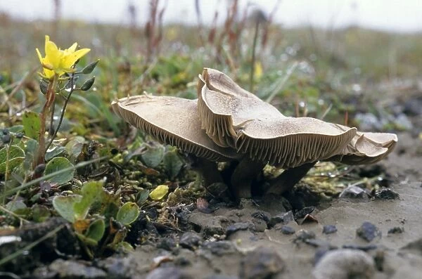 Mushrooms and flowering plant Saxifraga hirculus - tundra near Dikson, Russian Arctic. August, raining. Di32. 1238