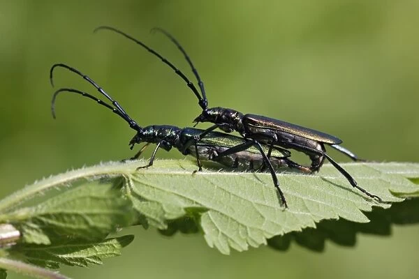 Musk Beetle - pair copulating, Lower Saxony, Germany