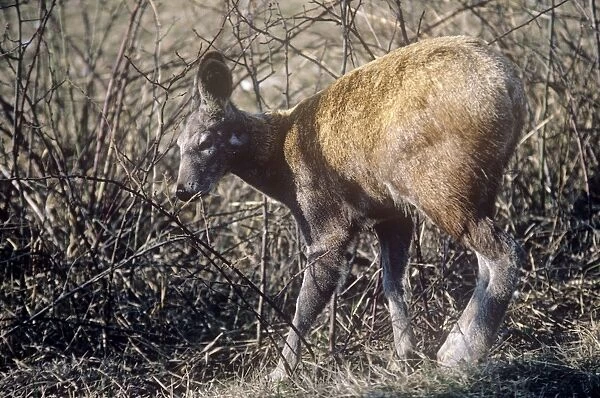 Musk Deer - male