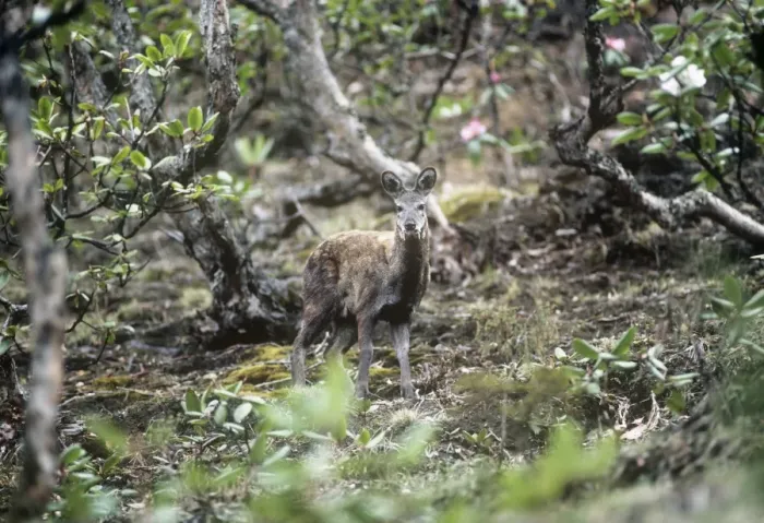 Framed Print : Musk Deer - in Rhododendron forest Framed Print : Musk Deer - in Rhododendron forest