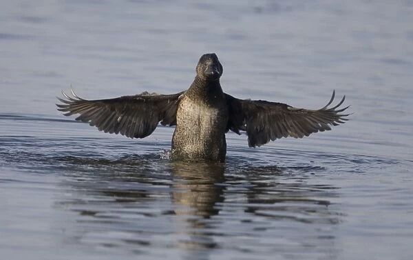 Musk Duck female - In water with wings outstretched. At Herdsman Lake in Perth. Found only in the far southeast and southwest of Australia where it inhabits deep lakes and swamps with dense vegetation