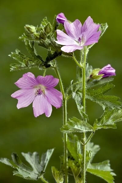 Musk Mallow - in flower - summer - Dorset