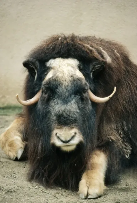 Framed Print : Musk Ox. KF-10955. MUSKOX. Ovibos moschatus wardi Framed Print : Musk Ox. KF-10955. MUSKOX. Ovibos moschatus wardi