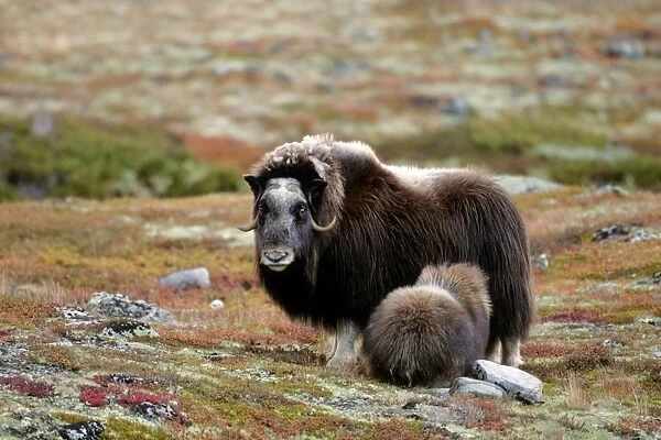 Musk Ox adult female with calf suckling milk in autumn tundra Dovre Fjell National Park, Norway
