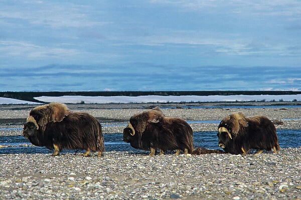 Musk Ox - three bulls walk along river Alaskan Arctic. MB390