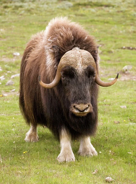 Musk-ox (Ovibos moschatus) in Norway. Only wild mainland herd in Europe