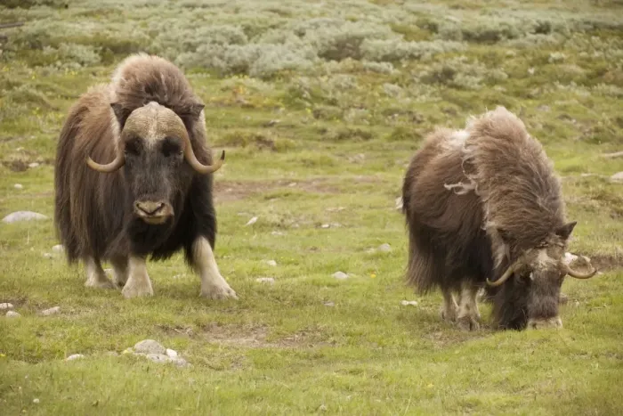 Framed Print : Musk-ox (Ovibos moschatus) in Norway. Only wild mainland herd in Europe Framed Print : Musk-ox (Ovibos moschatus) in Norway. Only wild mainland herd in Europe