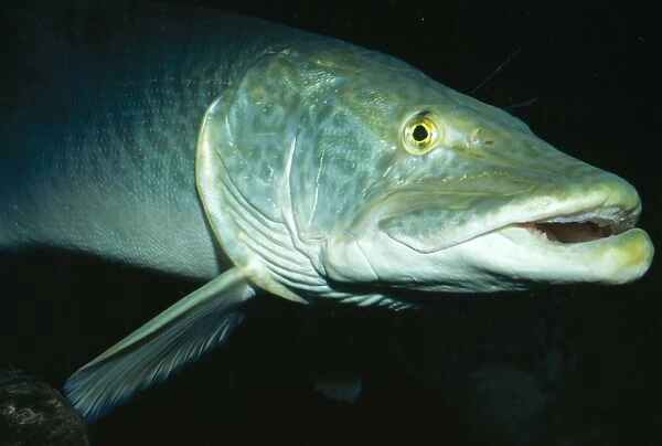Muskellunge Great Lakes of Mississippi River Basin, USA. Fam: Esocidae
