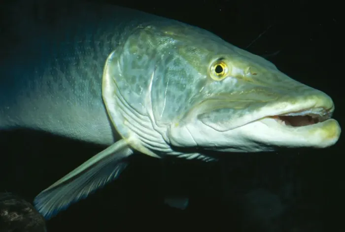 Framed Print : Muskellunge Great Lakes of Mississippi River Basin, USA. Fam: Esocidae Framed Print : Muskellunge Great Lakes of Mississippi River Basin, USA. Fam: Esocidae