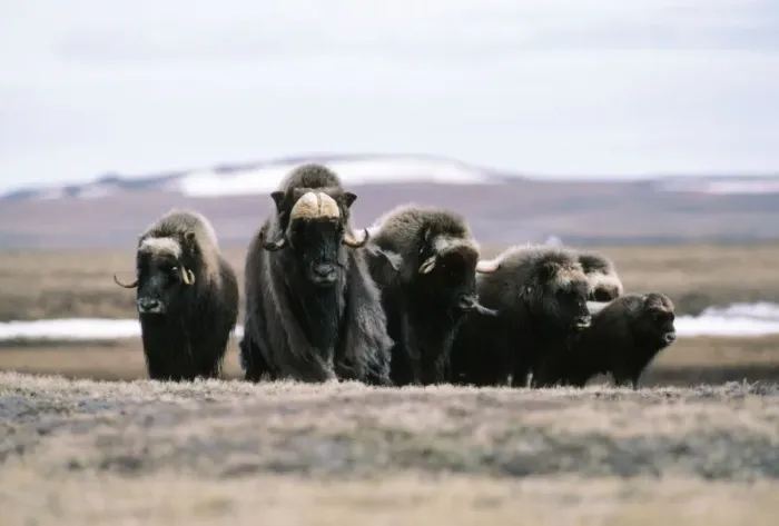 Framed Print : Muskox. FG-4969. MUSK OX. Ovibos moschatus Framed Print : Muskox. FG-4969. MUSK OX. Ovibos moschatus