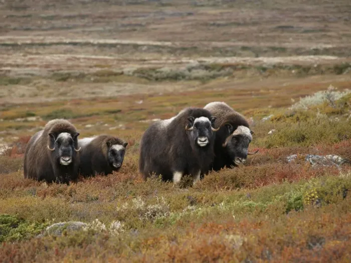 Framed Print : Muskox. Dovrefjell NP - Norway Framed Print : Muskox. Dovrefjell NP - Norway